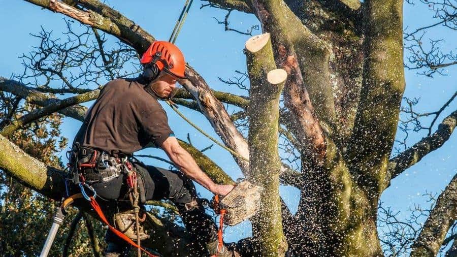 Breaking Down the Cost of Professional Tree Services